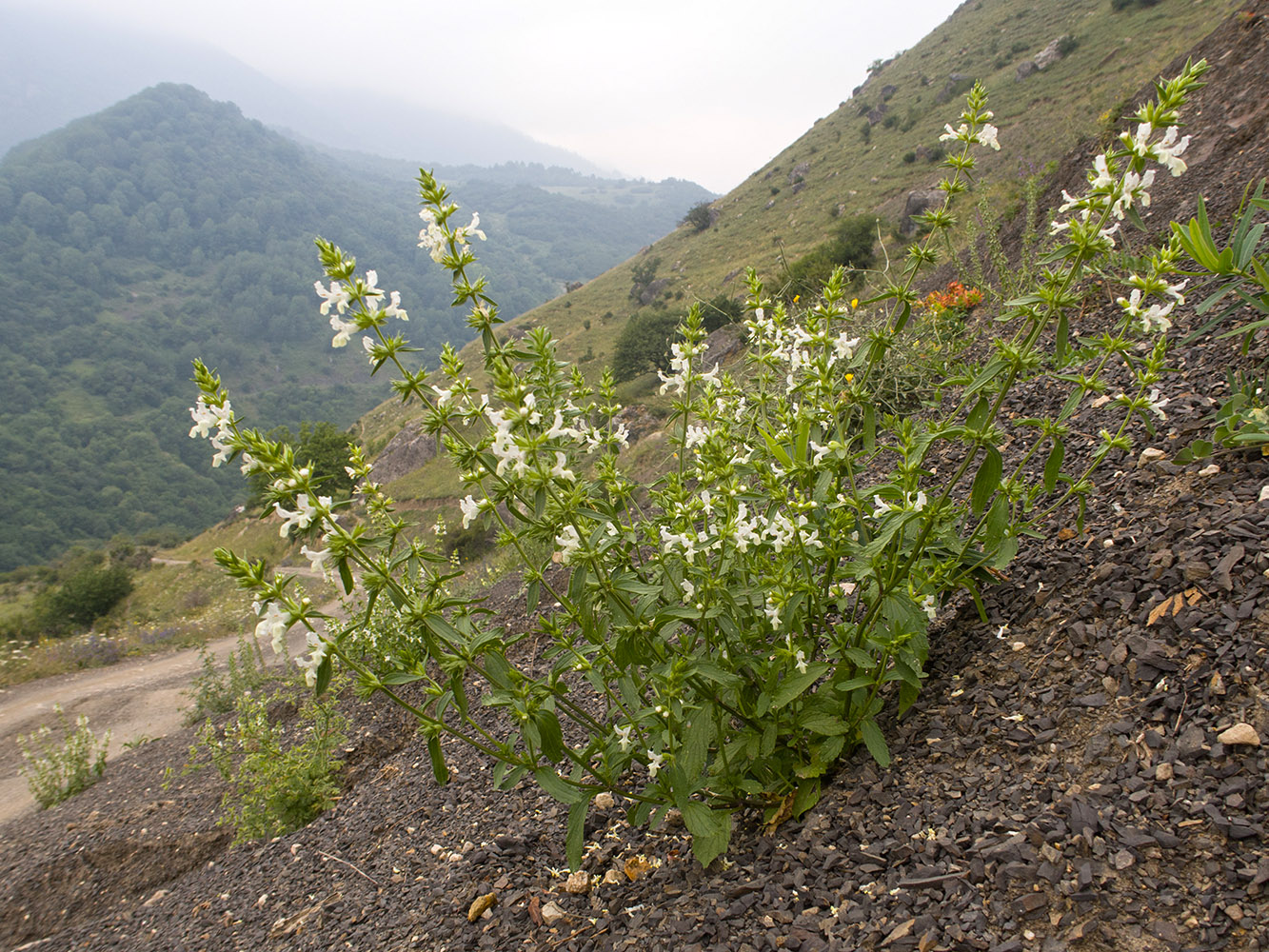 Изображение особи Stachys atherocalyx.