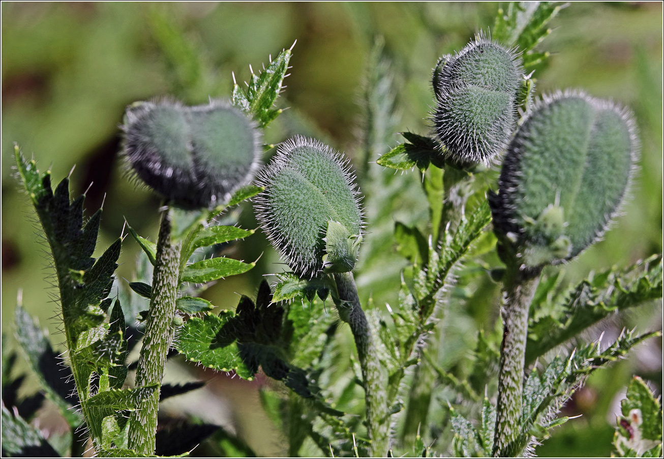 Image of Papaver setiferum specimen.