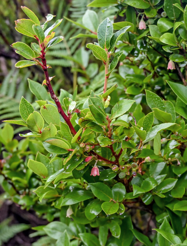 Изображение особи Vaccinium padifolium.