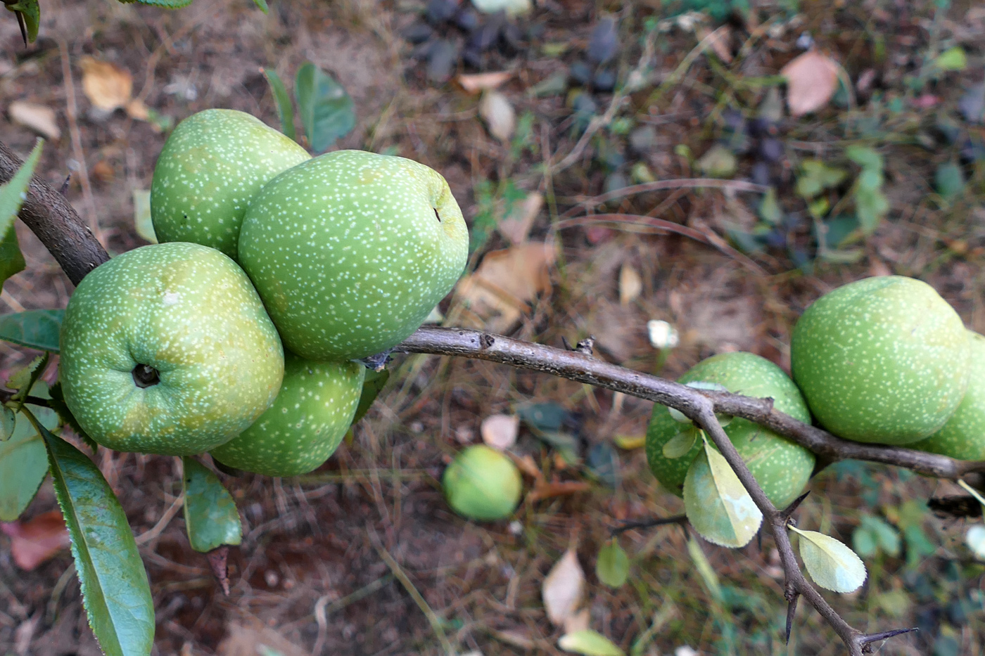 Image of Chaenomeles japonica specimen.