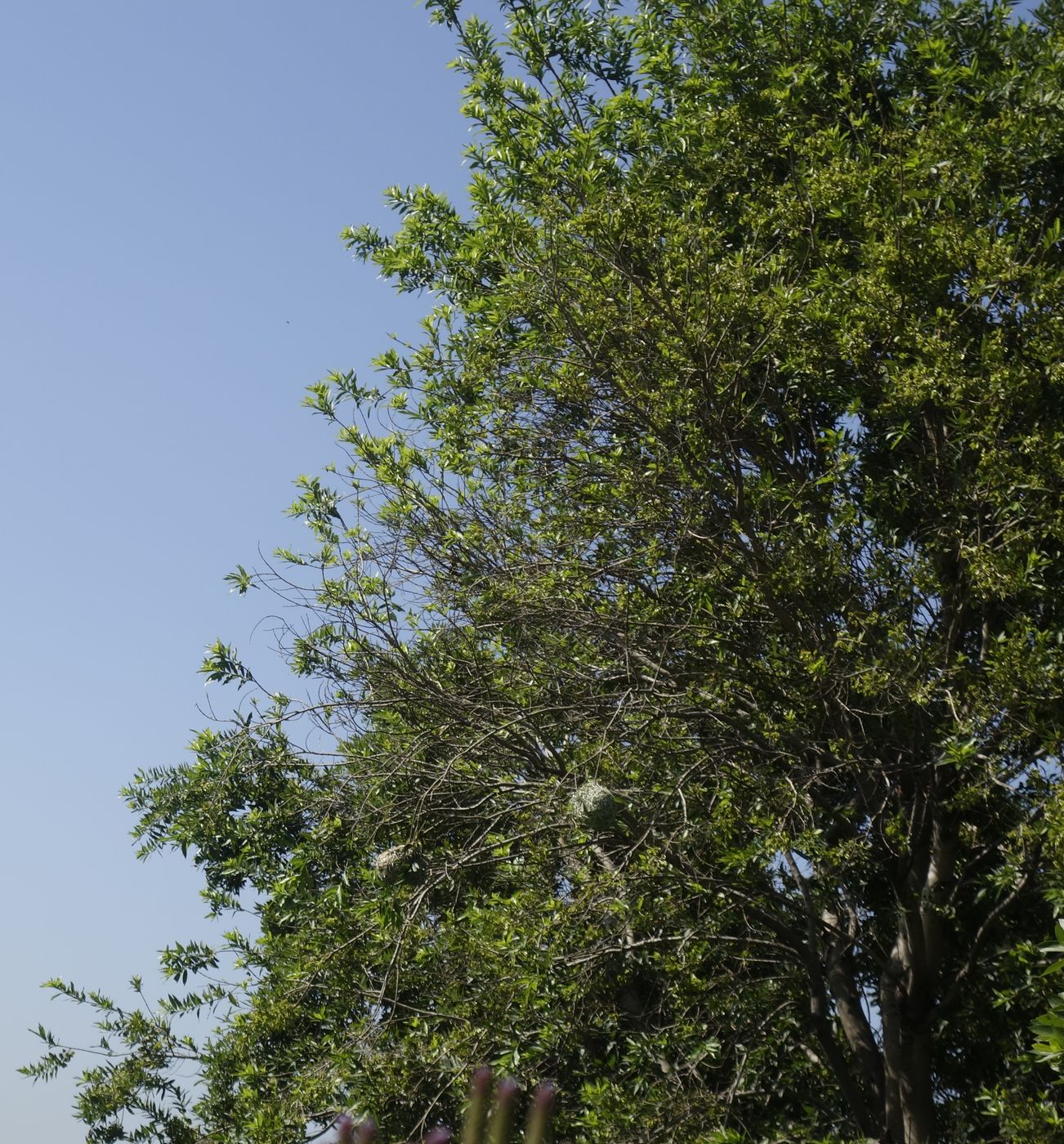 Изображение особи Ekebergia capensis.