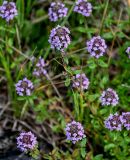 род Thymus. Верхушки побегов с соцветиями. Московская обл., Богородский гор. округ, окр. СНТ \"Купавна\", опушка смешанного леса. 12.07.2025.