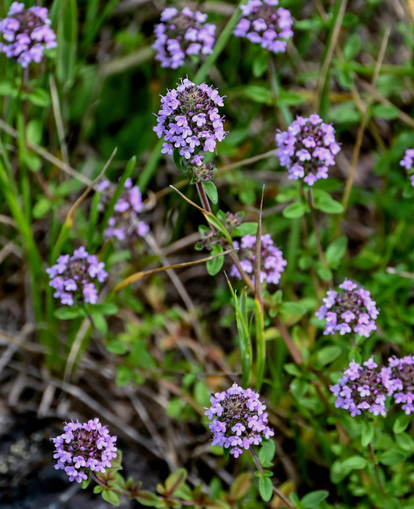 Изображение особи род Thymus.