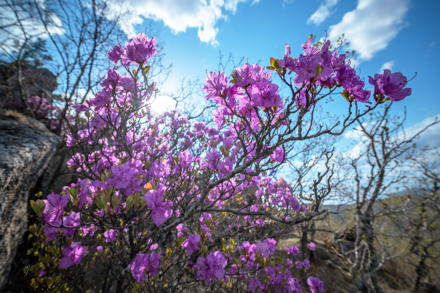Image of Rhododendron mucronulatum specimen.