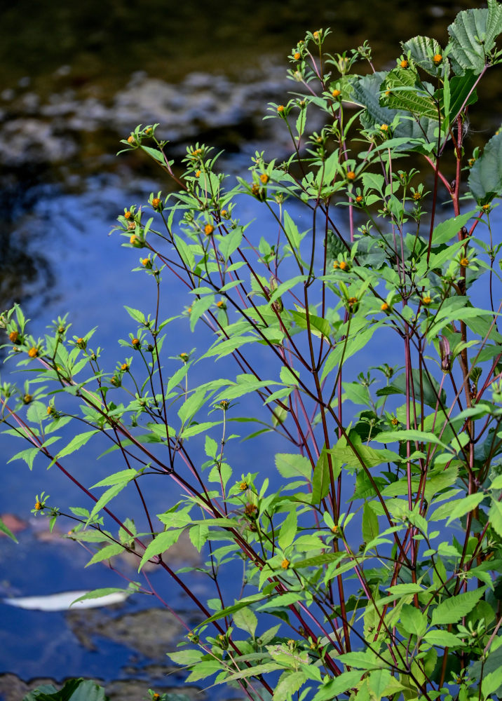 Изображение особи Bidens frondosa.