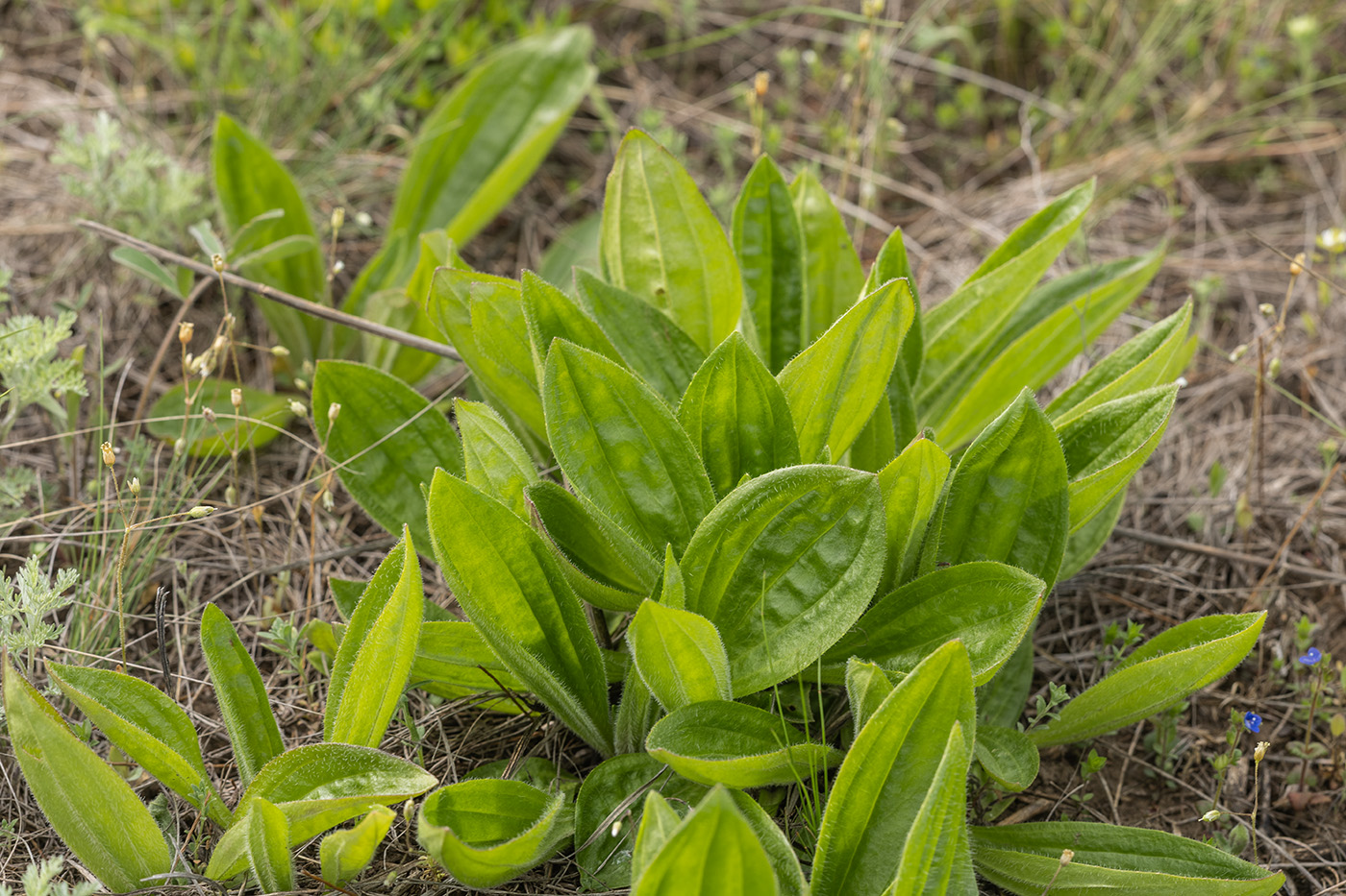 Image of Plantago urvillei specimen.