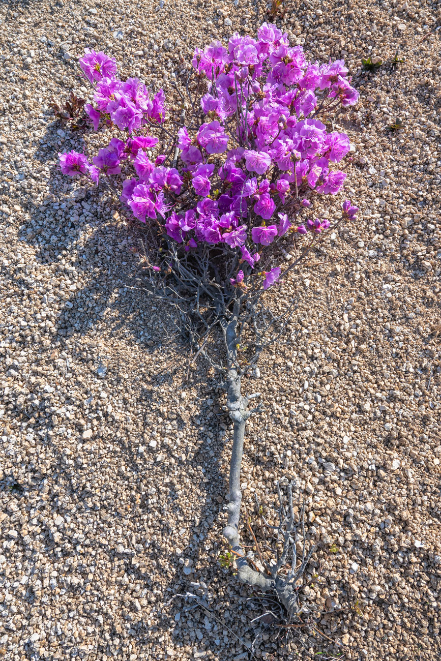 Image of Rhododendron mucronulatum specimen.