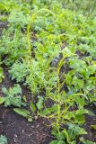 Asparagus schoberioides. Бутонизирующие растения на гари. Приморский край, Хасанский р-н, п-ов Брюса, приморский луг. 03.05.2026.