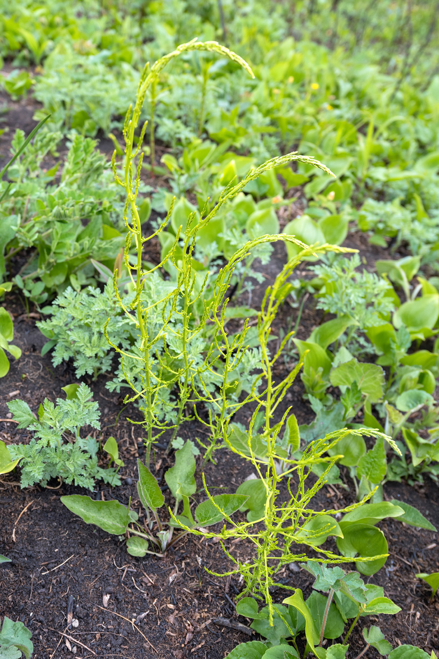 Изображение особи Asparagus schoberioides.