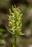Dactylorhiza romana подвид georgica. Соцветие. Дагестан, Дербентский р-н, природный парк \"Джалган\", гора Ачигсырт, выс. ок. 400 м н.у.м., дубово-грабовый лес. 30.04.2026.