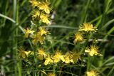 Hypericum elegans. Часть цветущего растения. Белгородская обл., Ракитянский р-н, окр. с. Чистополье, балка Широкий яр, вершина гребня оврага, в сообществе злаков. 14 июня 2026 г.