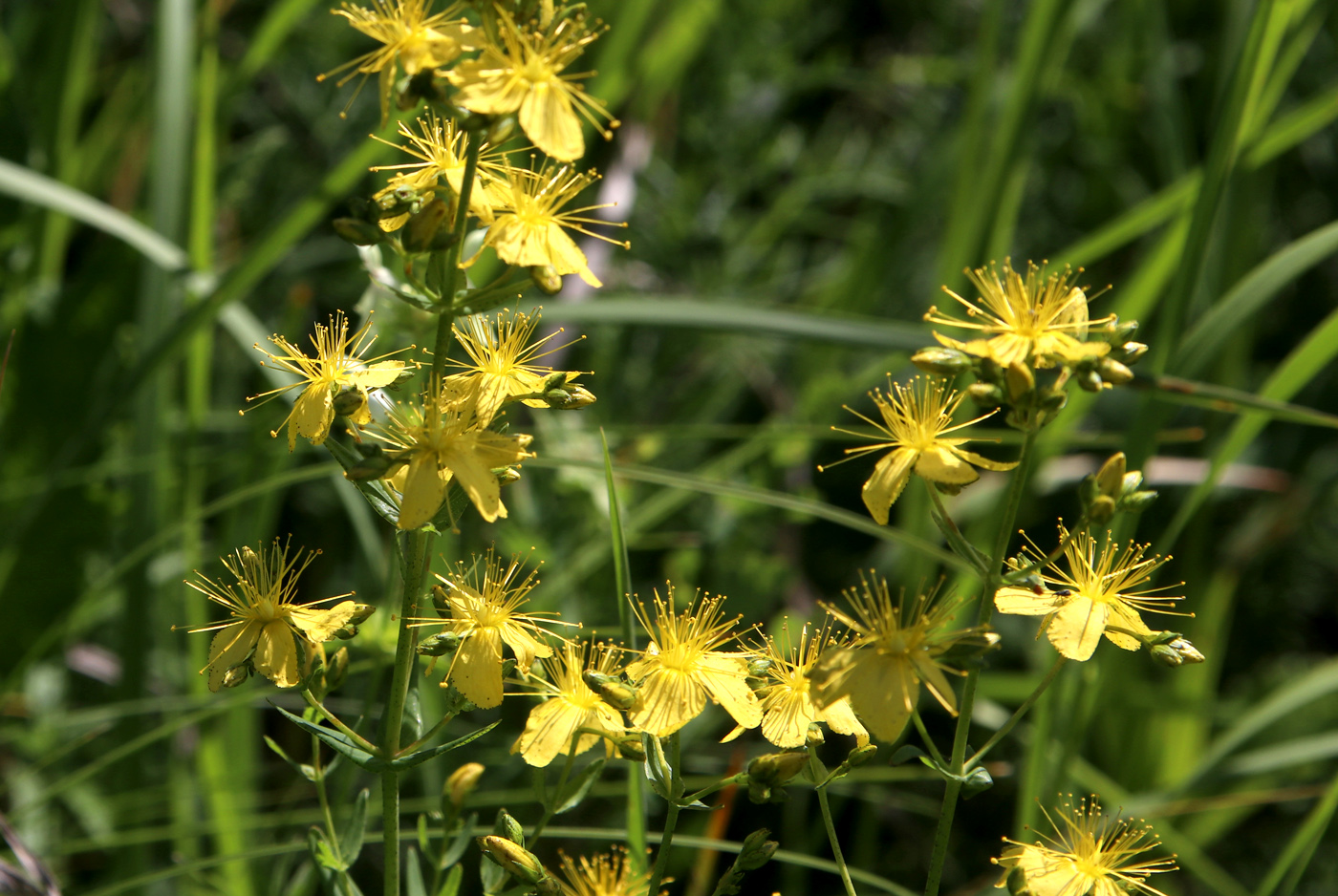 Изображение особи Hypericum elegans.
