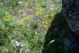genus Campanula