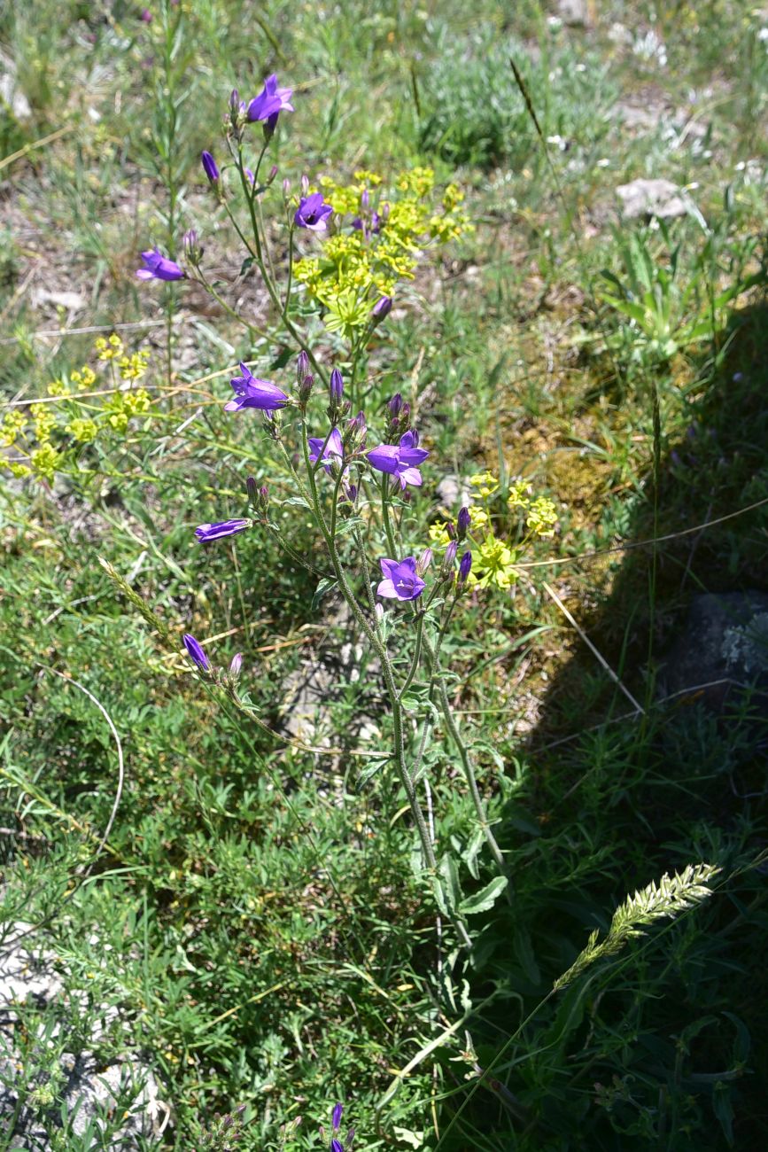 Image of genus Campanula specimen.