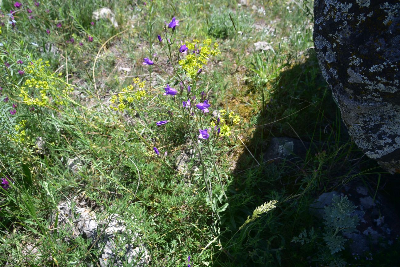 Image of genus Campanula specimen.