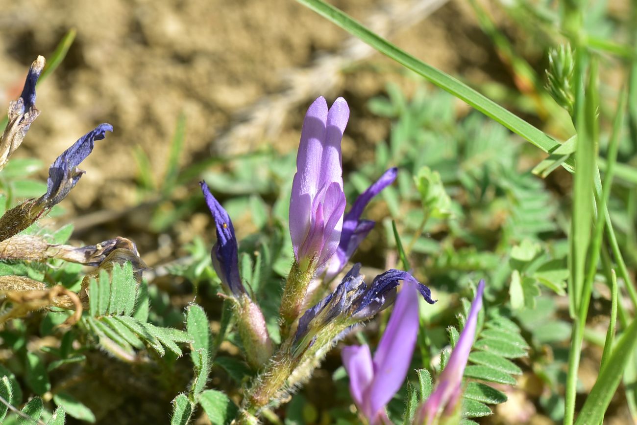 Image of familia Fabaceae specimen.