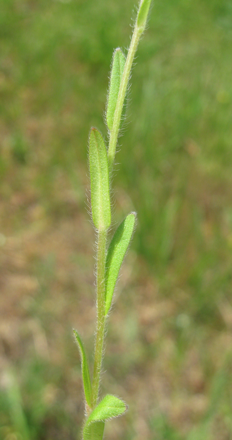 Image of Myosotis arvensis specimen.