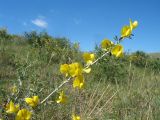 Caragana leucophloea. Ветвь с цветками. Казахстан, Восточно-Казахстанская обл, Зайсанский р-н; Саур-Тарбагатай, сев. макросклон вост. части хр. Манрак, пер. Шиликты, ≈ 800 м н.у.м., степной склон сопки. 12 мая 2026 г.
