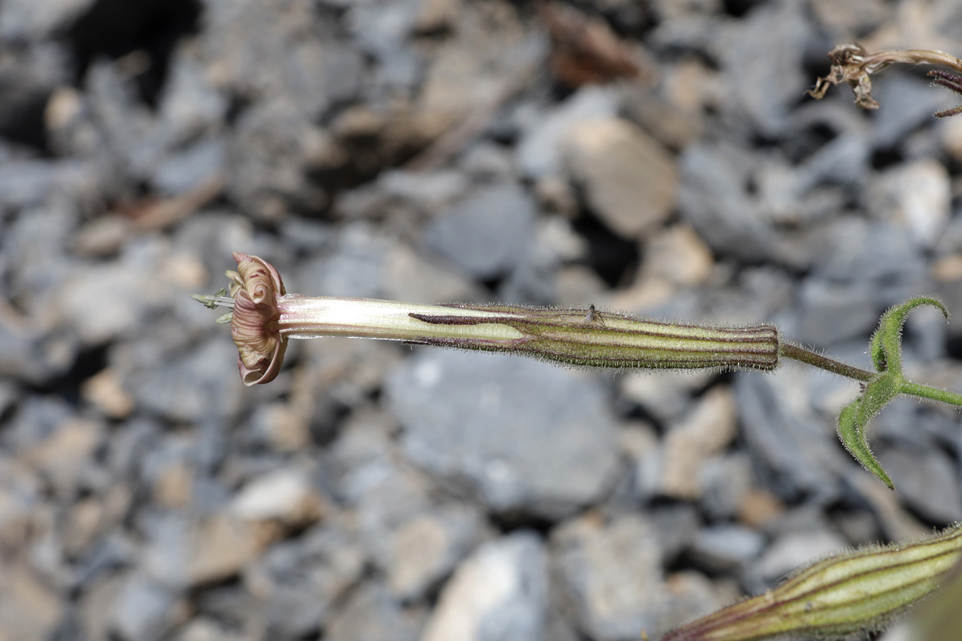 Image of familia Caryophyllaceae specimen.