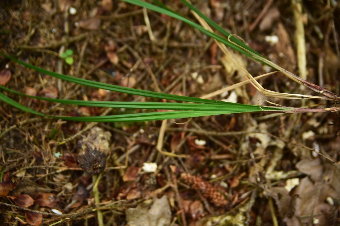 Image of Unknown species specimen.