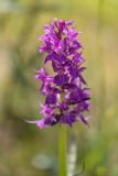 Dactylorhiza urvilleana