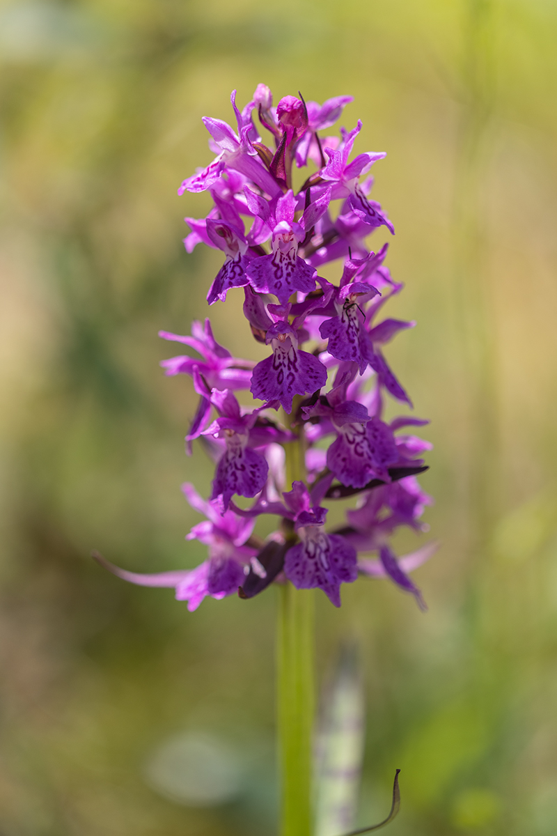 Изображение особи Dactylorhiza urvilleana.