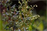 Artemisia dracunculus. Часть побега с бутонами. Московская обл. Раменский р-н, окр. дер. Хрипань, садовый участок. 17.08.2026.