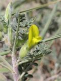 genus Astragalus. Часть побега с цветком. Таджикистан, Горно-Бадахшанская автономная обл., Рошткалинский р-н, окр. кишлака Дашт, дол. р. Шахдара, ≈ 2650 м н.у.м., частично закреплённые пески. 1 июля 2026 г.