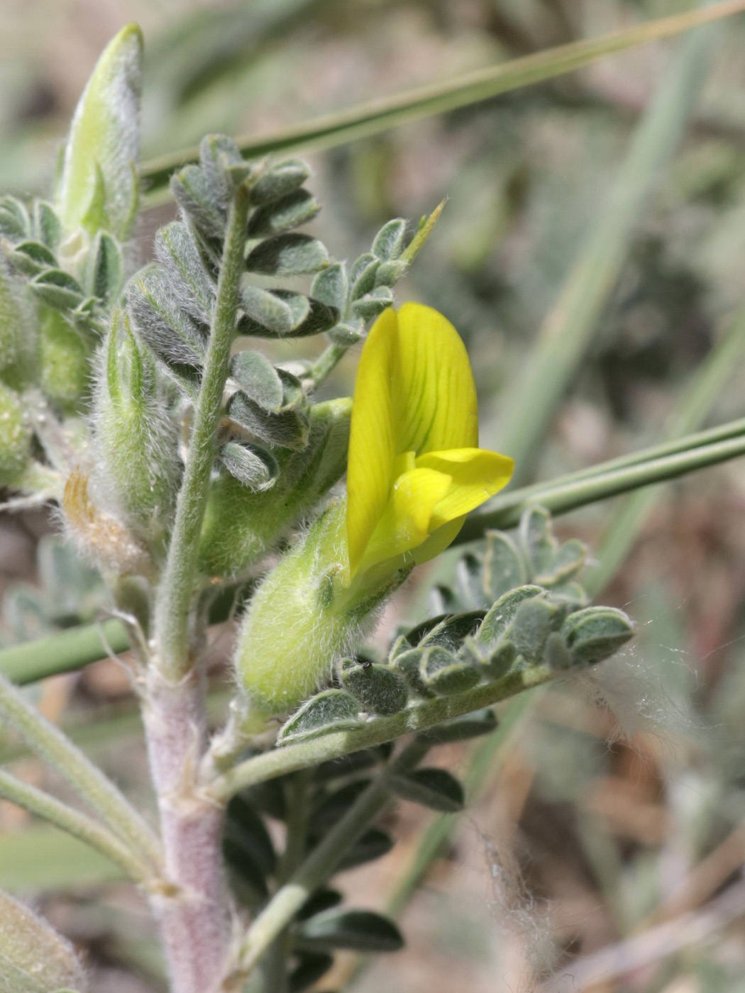 Image of genus Astragalus specimen.