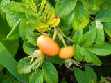 Rosa rugosa. Плоды и листья. Московская обл., окр. г Одинцово, смешанный лес на берегу небольшого пруда. Июль 2026 г.