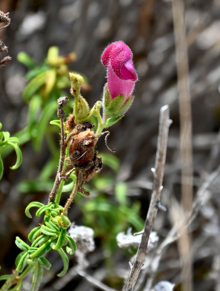 Изображение особи Antirrhinum cirrhigerum.