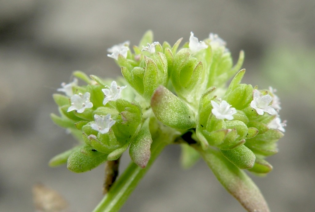 Image of Valerianella carinata specimen.