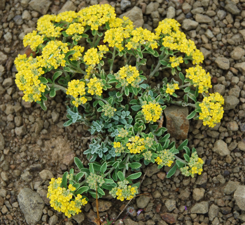 Изображение особи Alyssum tortuosum.