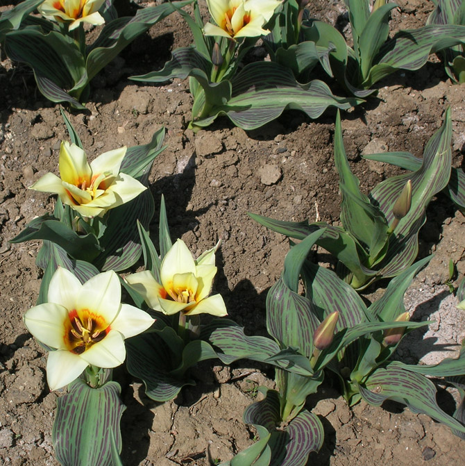 Image of Tulipa greigii specimen.