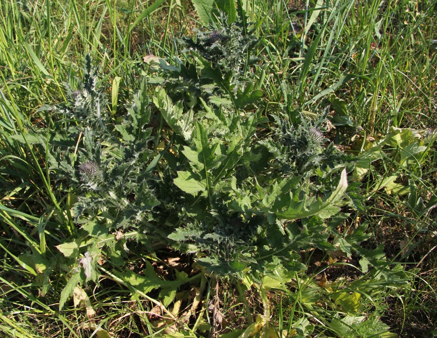 Изображение особи Carduus crispus.