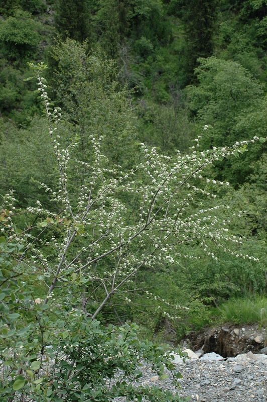 Image of Cotoneaster suavis specimen.