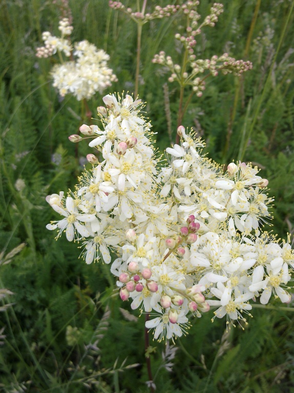 Image of Filipendula vulgaris specimen.