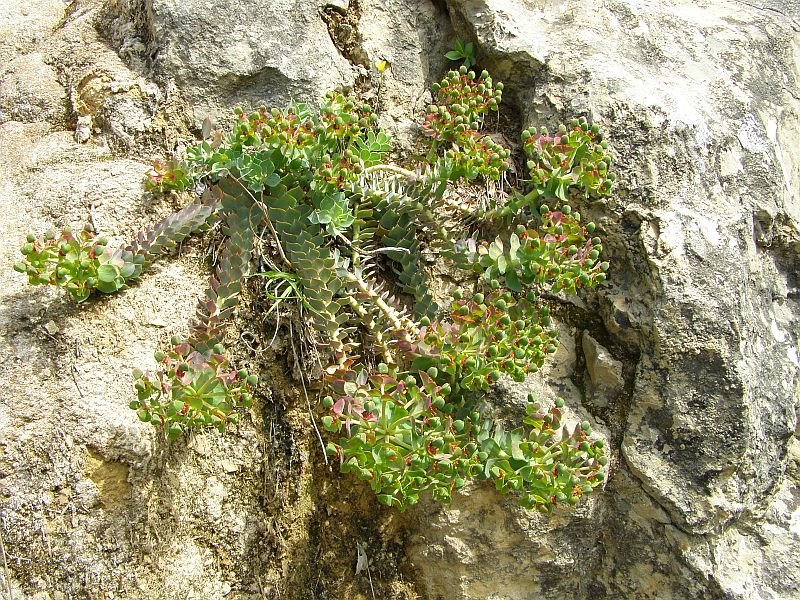 Image of Euphorbia myrsinites specimen.