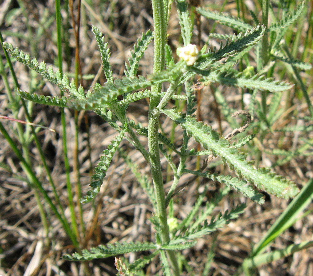 Изображение особи Achillea micrantha.