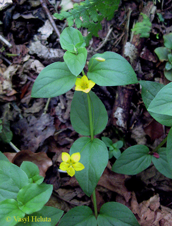 Изображение особи Lysimachia nemorum.