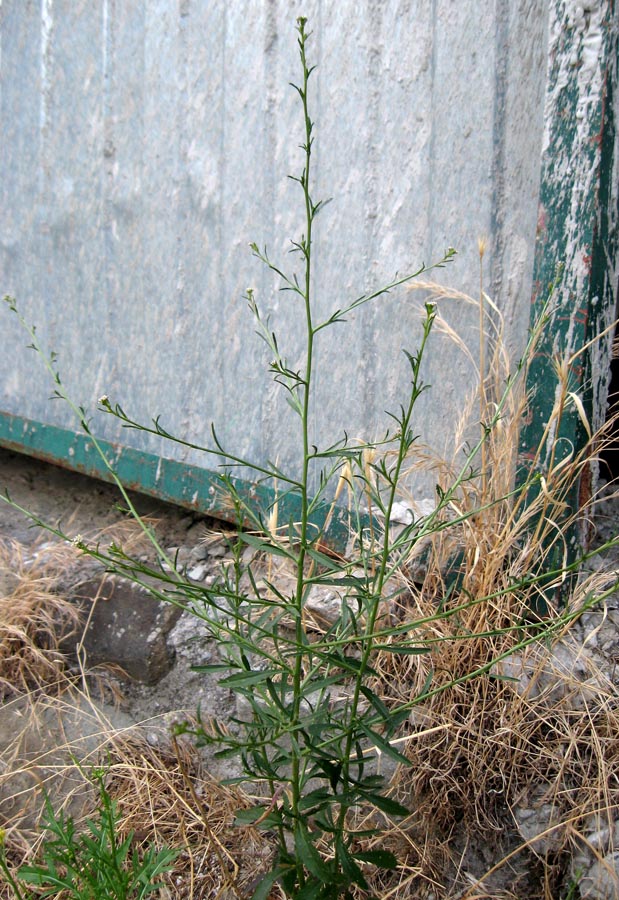 Изображение особи Lepidium graminifolium.