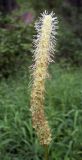 Sanguisorba stipulata