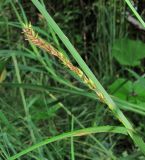 Carex atherodes