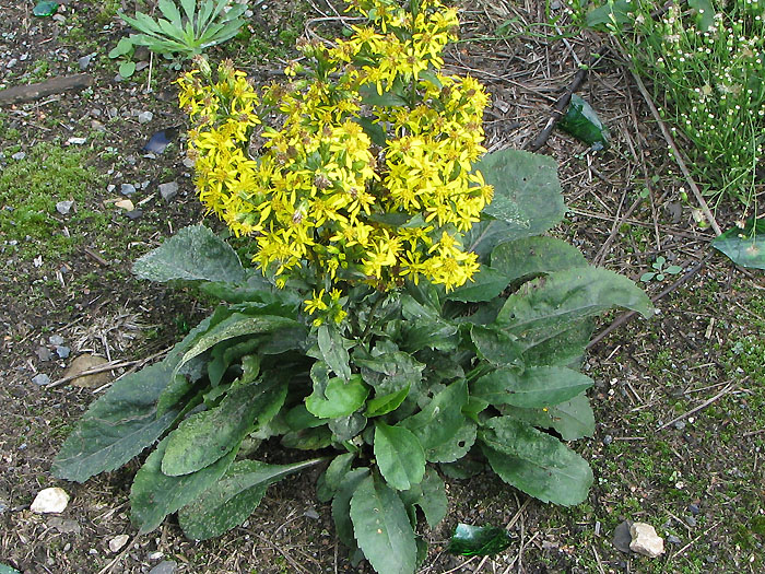 Изображение особи Solidago virgaurea.