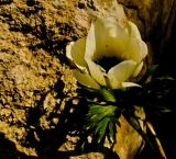 Anemone coronaria