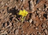 Senecio glaucus. Цветущее растение на куркаре. Израиль, Шарон, г. Герцлия, ок. 1 км севернее пос. Ноф Ям, высокий берег Средиземного моря. 28.04.2019.