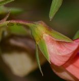 Lathyrus marmoratus