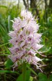 Orchis simia. Соцветие. Черноморское побережье, в 10 км западнее г. Новороссийск, шибляк. 18 апреля 2009 г.