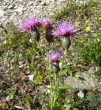 Klasea quinquefolia