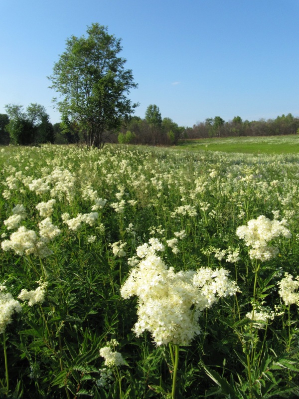 Изображение особи Filipendula ulmaria.